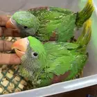 فروخ درة نيبالي