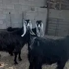 معزا عوارض. حليب. شرط صحه وشرط ديد