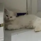 قطاوه