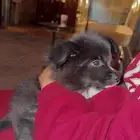 كلب للبيع - شرق الرياض