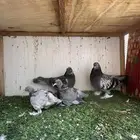 حمام تركي