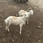 ماشاء الله تبارك الله 2فران تربيه على السوم