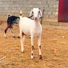 ماعز للبيع