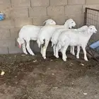 طليان طيبه