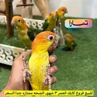 كايك