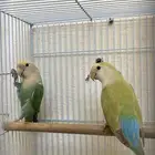 طيور زور للبيع