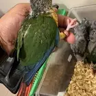 فرخ كنيور يلو سايد رد فاكتور لهواة التربية