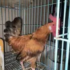 ثلاثه ديوكه للبيع