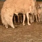 طلي صنف الصنف