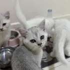 قطط صغيره