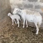 شاه طيبه تحتها خاروف الصحه ممتازه