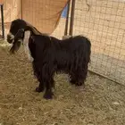 تيس عارضي خصم شبب للبيع