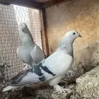 تركي ثلجي تب التب