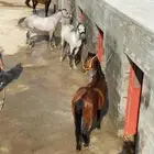 احتاج سايس خيل