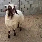 نعيمي فاخر