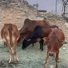 بقر للبيع العدد4