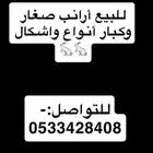أرانب للبيع
