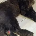 للتبني