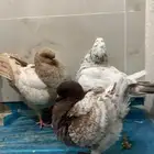 حمام كنق شرط انتاج ومستوى سوبر سوبر جامبو