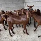 معزا دهم جذعات عدد 10