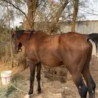 حصان شعبي مشروك