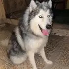 هاسكي للبيع