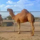 بعير ساحلي هايج