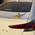 طير ببغاء كنيور مفقود بالعريجاء