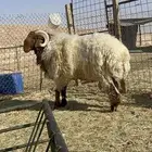 فحل نعيم للبيع