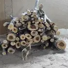 شجر البيع كفو