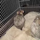 ارانب ذكور فقط (( لا يوجد اناثي للبيع ))