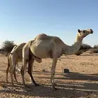 سودانيه لقحه