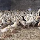 صوص بلدي السعر 2.50