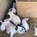 ارانب مشكلة فرنسي تنومة