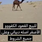 للبيع القعود الكفوو الأصفر الدبياني الي على جميع الشروط