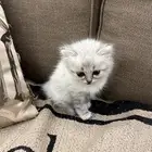 بسة شيرازي