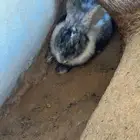 ارانب