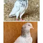 حمام باكستاني
