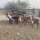 ماعز دهم وشح