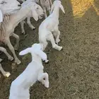 ضان 8ولد و7 دفع تولد ف الأسبوعين ذي