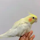 انثى كروان اليفه