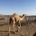 قعود للبيع