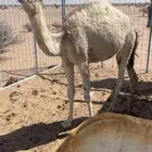 قعود عفر عمره ثمانية شهور على حليب امه
