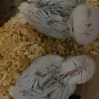 فروخ روز بداية فطام وهدد ماشاء الله ومجانين غر