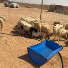 للبيع رخال رفيديات 75 بلدي