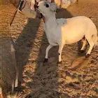 طلي سديس فحل كفو انتاجه كفو