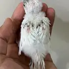 فرخ بادجي هولندي ( تم البيع )