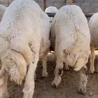 بهم حري ذبايح ا