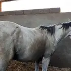 حصان واهو حفيد عجمان منسيوني ابن دبليو اس جستس