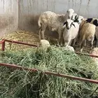 فرير عمر 9 شهور